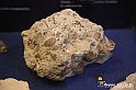 VBS_9044 - Museo Paleontologico - Asti